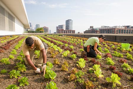 Stacey Kimmons and Audra Lewicki harvesting lettuce at the Chicago Botanic Garden’s 20,000-square-foot vegetable garden atop McCormick Place West in Chicago.